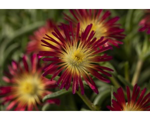 Photo Courtesy of Green Fuse® Botanicals, Inc.