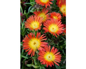 Photo Courtesy of Concept Plants