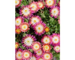 Photo Courtesy of Concept Plants