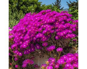 Photo Courtesy of Syngenta Flowers