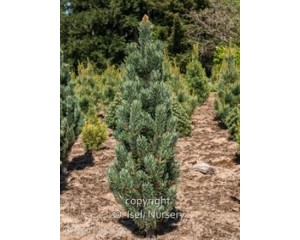 Pine, Bristlecone 'Horstmann'