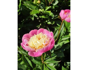 Photo Courtesy of Ball Horticultural Company