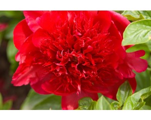 Photo Courtesy of Bailey Nurseries Inc.