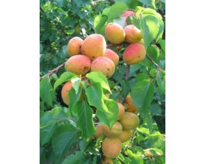 Apricot,  Wenatchee Moorpark