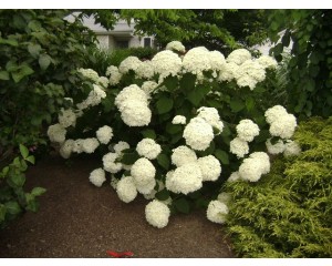 Incrediball™ Hydrangea©photoDavidDickey
