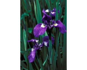 Iris, Alaskan Azure Blue