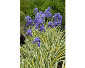 Photo Courtesy of Bailey Nurseries Inc.