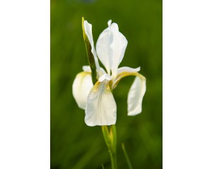 Iris, Siberian Snow Queen 