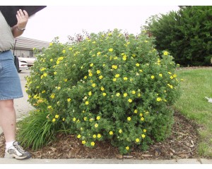 Jackman Potentilla...©photo ArborTanics Inc.