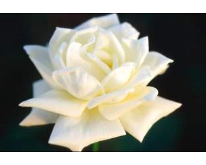 Rose, John F. Kennedy