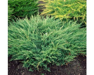 Photo Courtesy of Bailey Nurseries Inc.