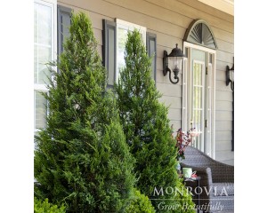 Photo Courtesy of Monrovia