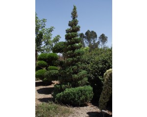 Juniper, Spearmint 