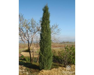 Photo Courtesy of Plant Select®