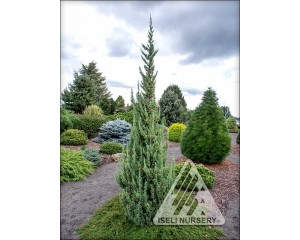 Photo Courtesy of Iseli Nursery