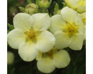 Katherine Dykes Potentilla...©photo ArborTanics Inc.