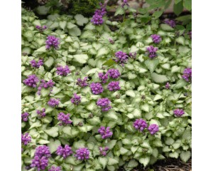 Photo Courtesy of Walter's Gardens, Inc.