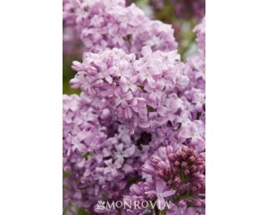 Lilac, Lavender Lady 