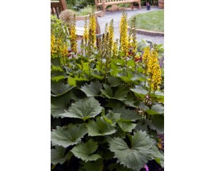 Photo Courtesy of Bailey Nurseries Inc.