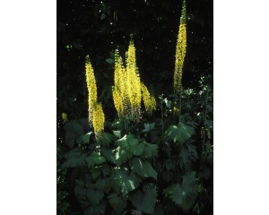 Photo Courtesy of Bailey Nurseries Inc.