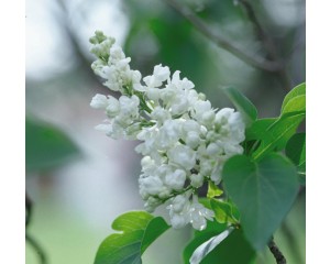 Photo Courtesy of Bailey Nurseries Inc.