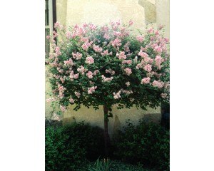 Photo Courtesy of Bailey Nurseries Inc.