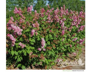 Photo Courtesy of Bylands Nurseries Ltd.