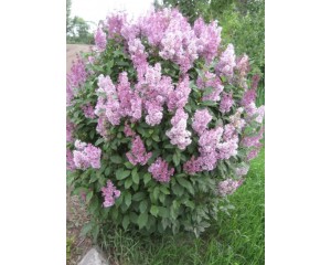 Photo Courtesy of Bron & Sons Nursery Co.