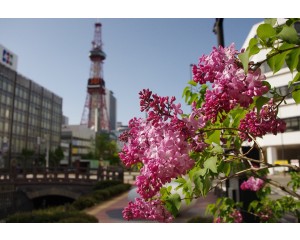 Lilac, Montaigne 