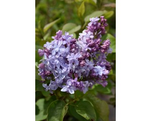 Hope Lilac