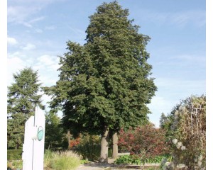 GLENLEVEN LINDEN ©photo by ArborTanics inc.
