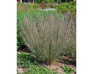 Photo Courtesy of Bailey Nurseries Inc.