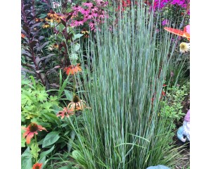 Prairie Munchkin Little Bluestem