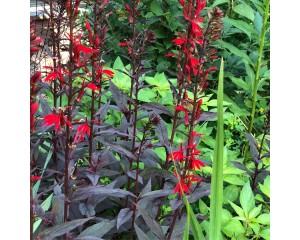 Photo Courtesy of Plants Nouveau