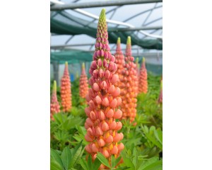 Photo Courtesy of Westcountry Nurseries 