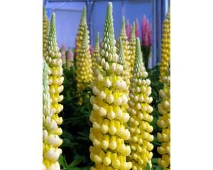 Photo Courtesy of Ball Horticultural Company