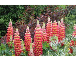 Photo Courtesy of Ball Horticultural Company