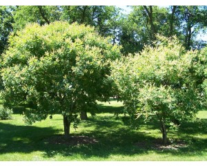 By <a href="//commons.wikimedia.org/wiki/User:Bruce_Marlin" title="User:Bruce Marlin">Bruce Marlin</a> - Own work <a rel="nofollow" class="external free" href="http://www.cirrusimage.com/tree_Amur_maackia.htm">http://www.cirrusimage.com/tree_Amur_maackia.