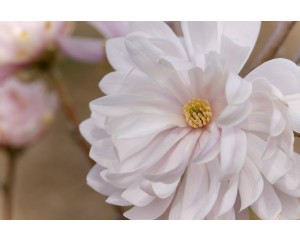 Photo Courtesy of Bailey Nurseries Inc.