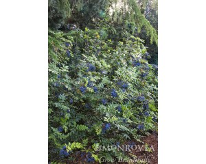 Photo Courtesy of Monrovia