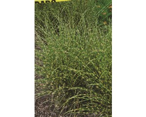 Photo Courtesy of Colorado State University