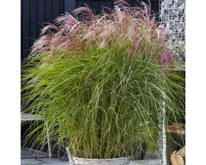 Photo Courtesy of Concept Plants