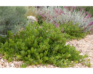 Photo Courtesy of Plant Select©