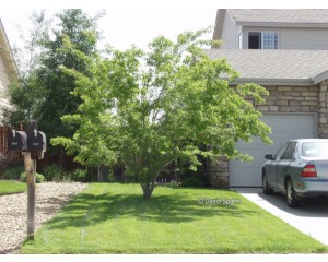 FLAME GINNALA MAPLE -Clump  ©photo by ArborTanics inc.