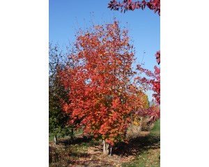 Photo Courtesy of Blue Heron Farm