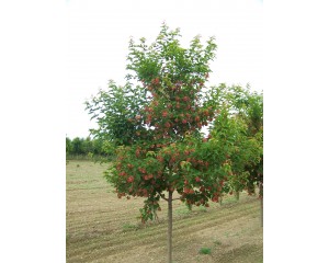 Photo Courtesy of Bailey Nurseries Inc.