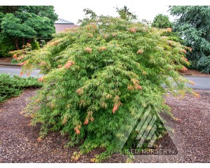 Photo Courtesy of Iseli Nursery 