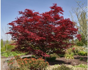 Photo Courtesy of Iseli Nursery