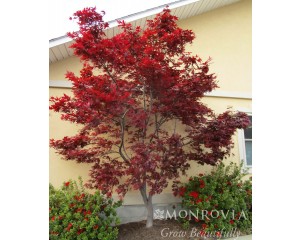 Photo Courtesy of Monrovia