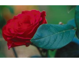 Rose, Mister Lincoln